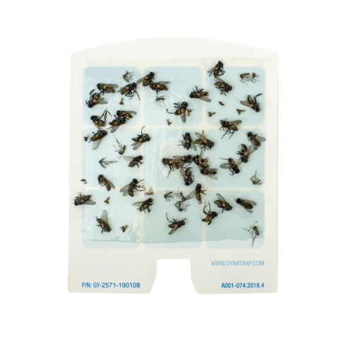Dynatrap DT3005W Dot Fly Trap, Odorless - 2