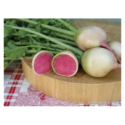 Renee's Garden 5866 Watermelon Vegetable Seed, Radish, June to July, June to August Planting Pack - 4