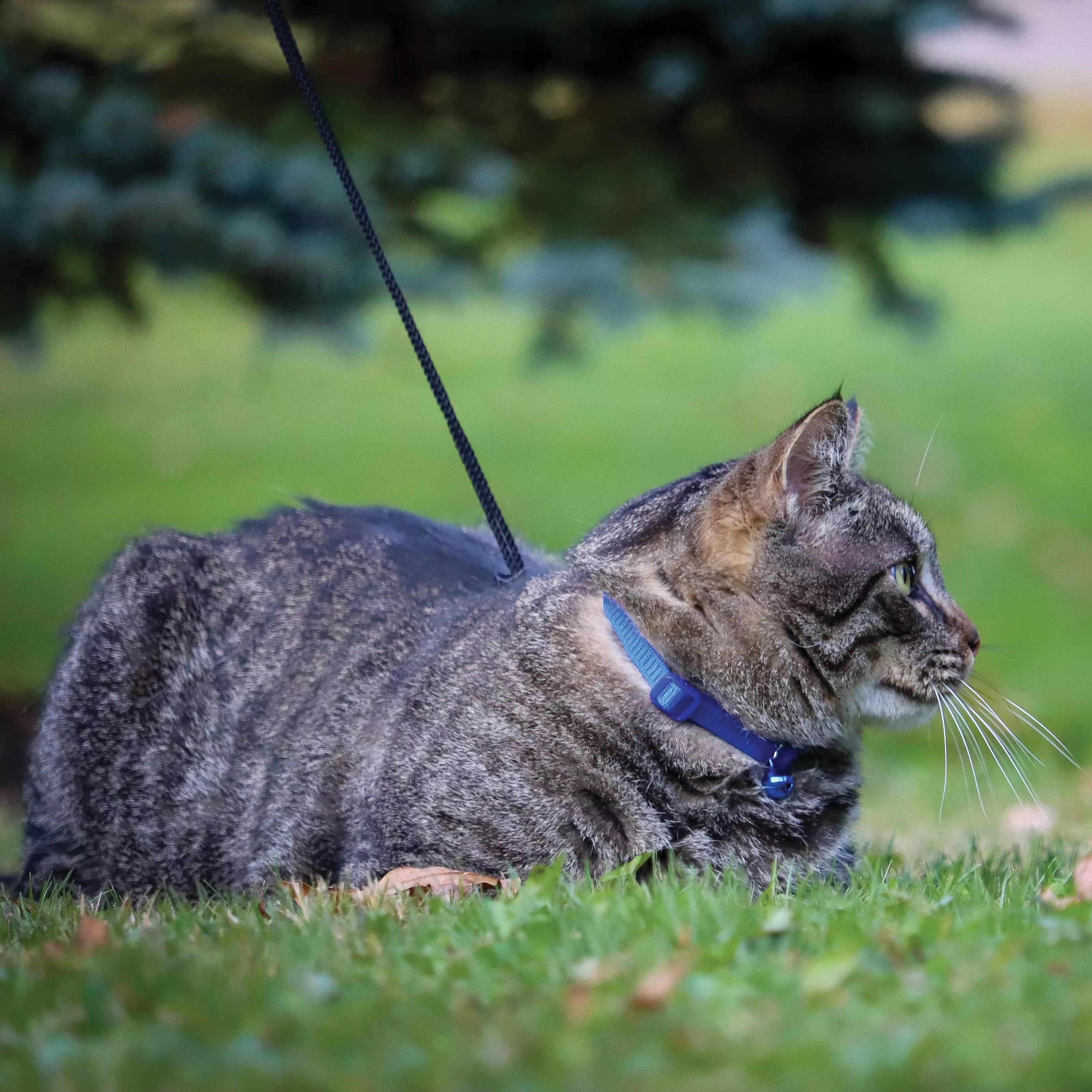 Safe Cat 07001 A RED12 Breakaway Collar, 3/8 in W Collar, 8 to 12 in L Collar, Fastening Method: Buckle, Nylon, Red