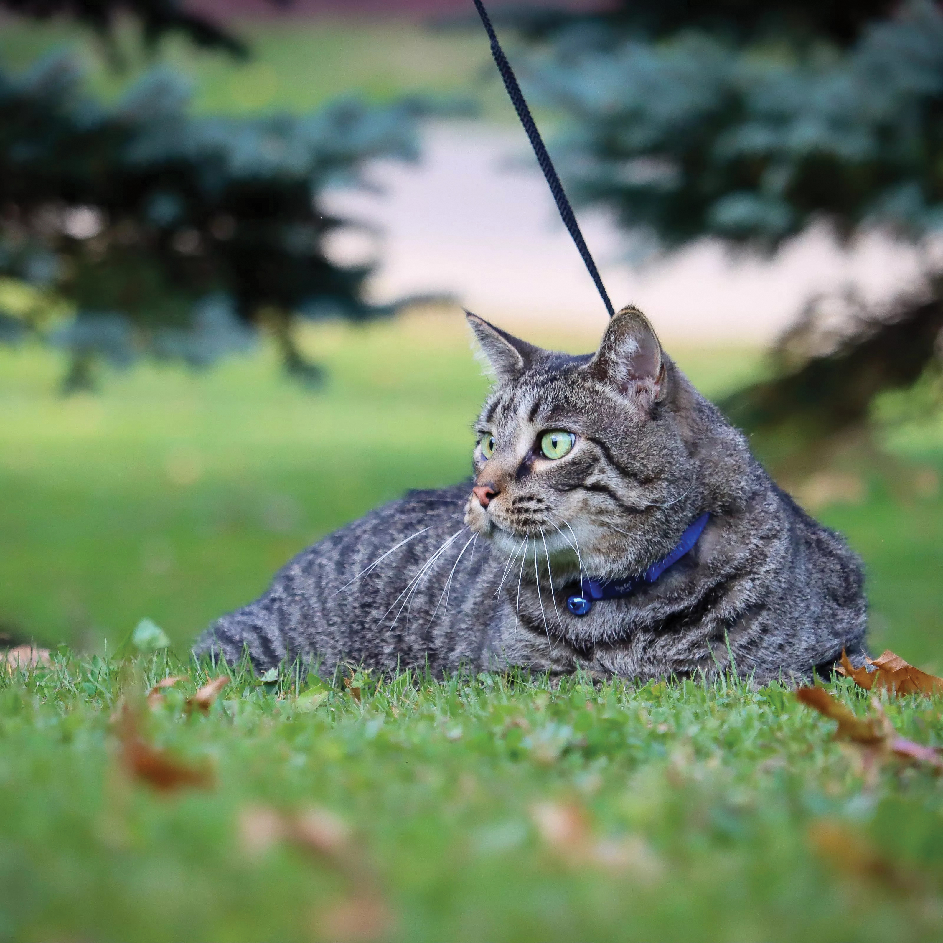 Safe Cat 07001 A RED12 Breakaway Collar, 3/8 in W Collar, 8 to 12 in L Collar, Fastening Method: Buckle, Nylon, Red
