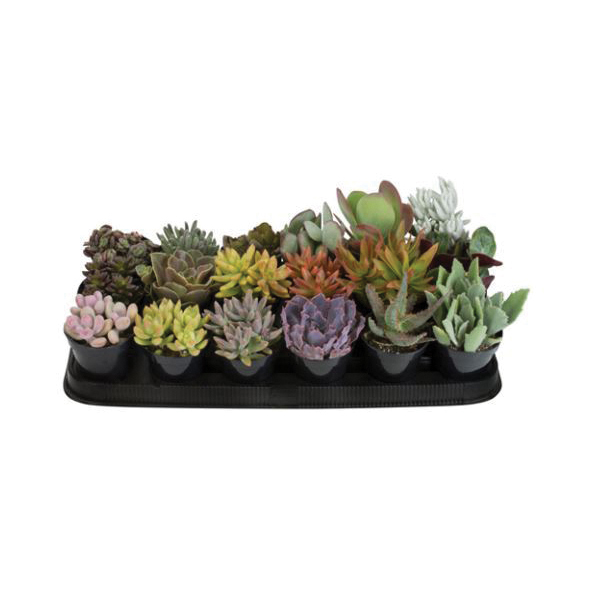 Altman Plants 010444