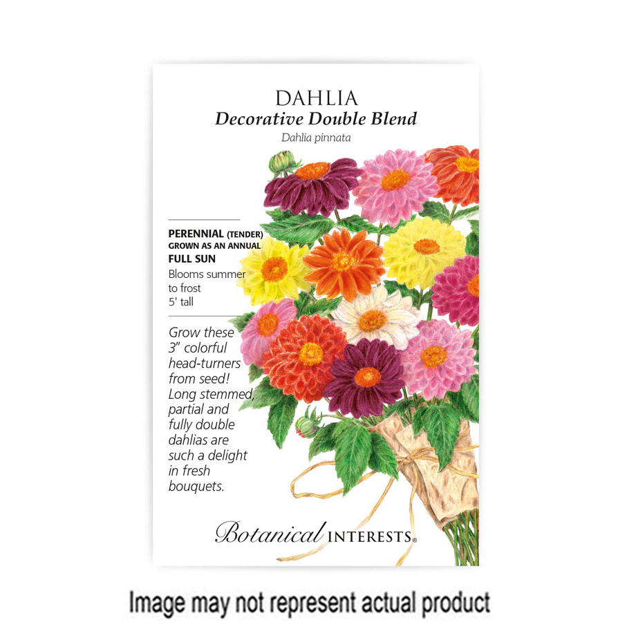 Botanical Interests 1166 Flower Seed, Dahlia, Dahlia Pinnata, Late Frost Planting, Summer to Frost Bloom, 500 mg