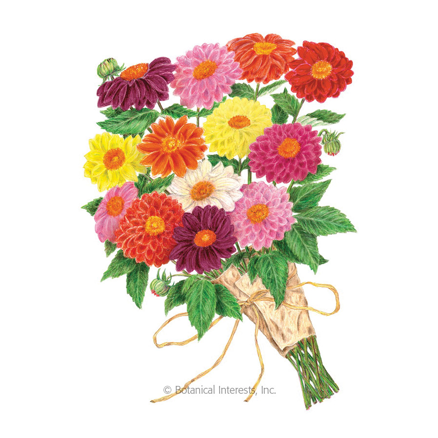 Botanical Interests 1166 Flower Seed, Dahlia, Dahlia Pinnata, Late Frost Planting, Summer to Frost Bloom, 500 mg