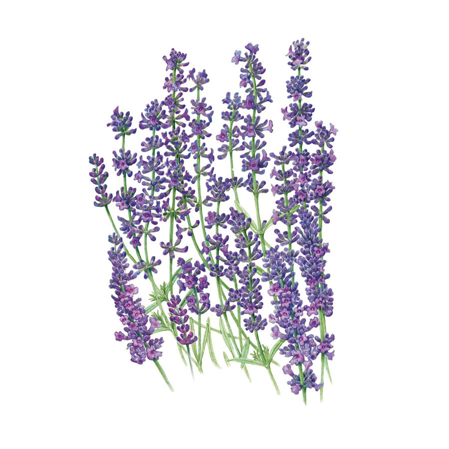 Botanical Interests 2037 Organic Flower Seed, Lavender, Lavandula Angustifolia, Late Frost, Late Fall Planting, 40 mg