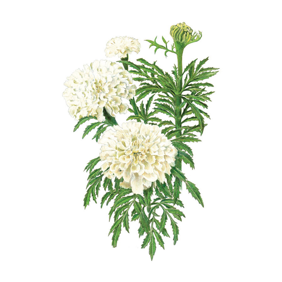 Botanical Interests 1026 Flower Seed, African Marigold, Tagetes Erecta, Late Frost Planting, Summer to Frost Bloom