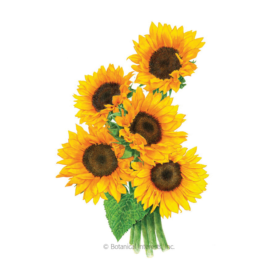 Botanical Interests 2032 Organic Flower Seed, Sunflower, Helianthus Annulus, Late Frost Planting, Summer Bloom - 2