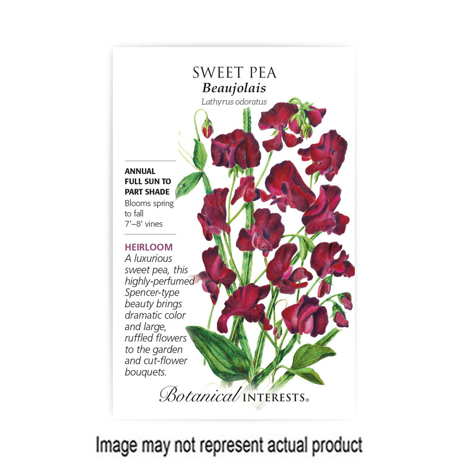 Botanical Interests 1167 Heirloom Flower Seed, Sweet Pea, Lathyrus Odoratus, Late Spring Bloom, Burgundy Bloom, 3 g