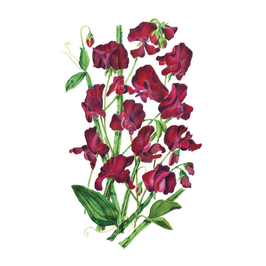 Botanical Interests 1167 Heirloom Flower Seed, Sweet Pea, Lathyrus Odoratus, Late Spring Bloom, Burgundy Bloom, 3 g