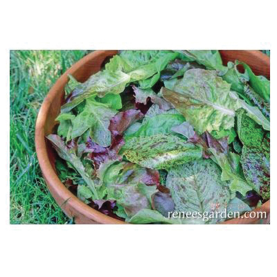 Renee's Garden 5029 Cutting Mix Baby Leaf Lettuce, March to June, August to September Planting, 2 g - 2