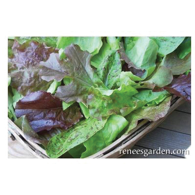 Renee's Garden 5029 Cutting Mix Baby Leaf Lettuce, March to June, August to September Planting, 2 g - 3