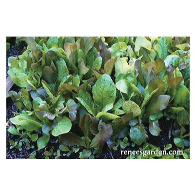 Renee's Garden 5029 Cutting Mix Baby Leaf Lettuce, March to June, August to September Planting, 2 g - 4