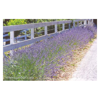 Renee's Garden 5026 Herb Seed, Munstead English Lavender, Lavandula Angustifolia Munstead, February to May Planting - 2