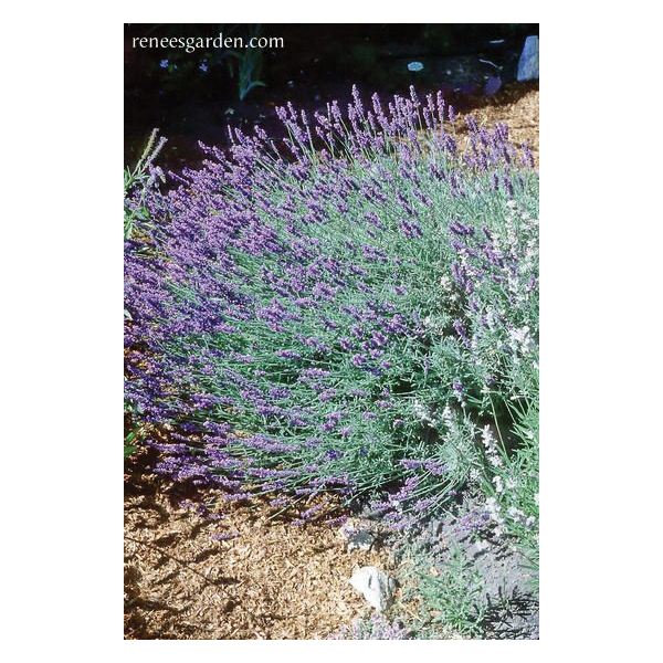 Renee's Garden 5026 Herb Seed, Munstead English Lavender, Lavandula Angustifolia Munstead, February to May Planting - 3