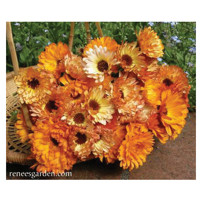 Butterfly Flowers Flashback Calendula, Renee's Garden, Calendula Officinalis, Fall, Spring Bloom, 1 g Pack - 2