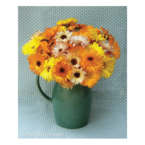 Butterfly Flowers Flashback Calendula, Renee's Garden, Calendula Officinalis, Fall, Spring Bloom, 1 g Pack - 3
