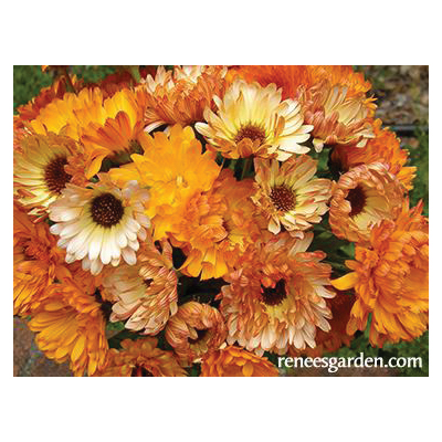 Butterfly Flowers Flashback Calendula, Renee's Garden, Calendula Officinalis, Fall, Spring Bloom, 1 g Pack - 4
