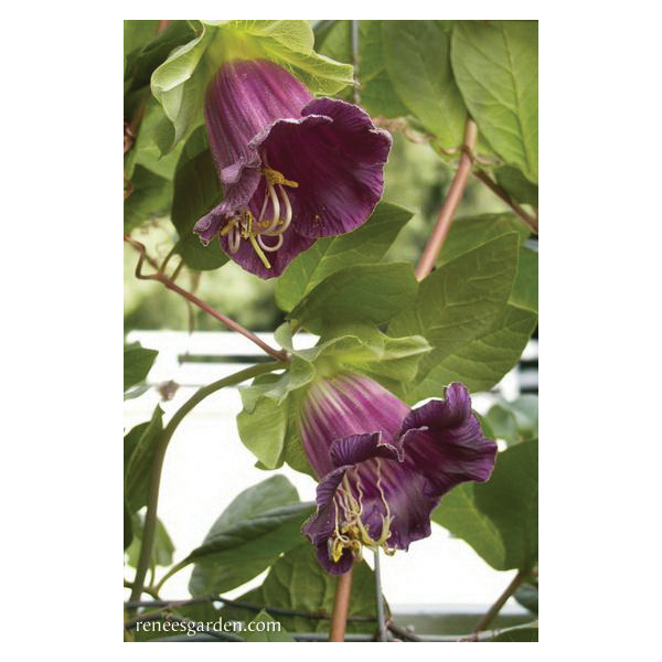 Renee's Garden 5322 Flowering Vines Cathedral Bell - Thumbnail 2