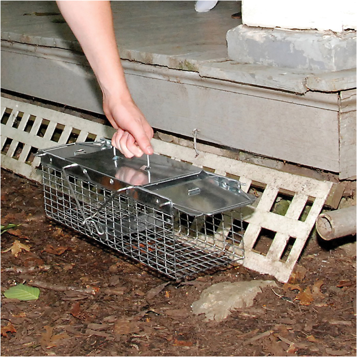 Havahart 1025 Small Animal Trap, 17-1/2 in L, 5.76 in W, 7.22 in H, Spring Loaded Door