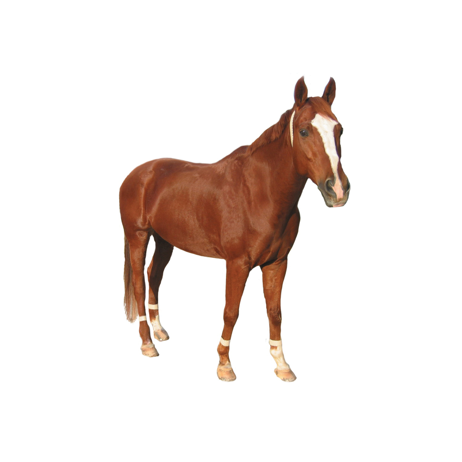 Defy The Fly HFLB10002