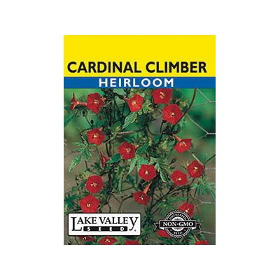 Lake Valley Seed 599 Flower Seed, Cardinal Climber, Ipomoea Quamoclit - 1