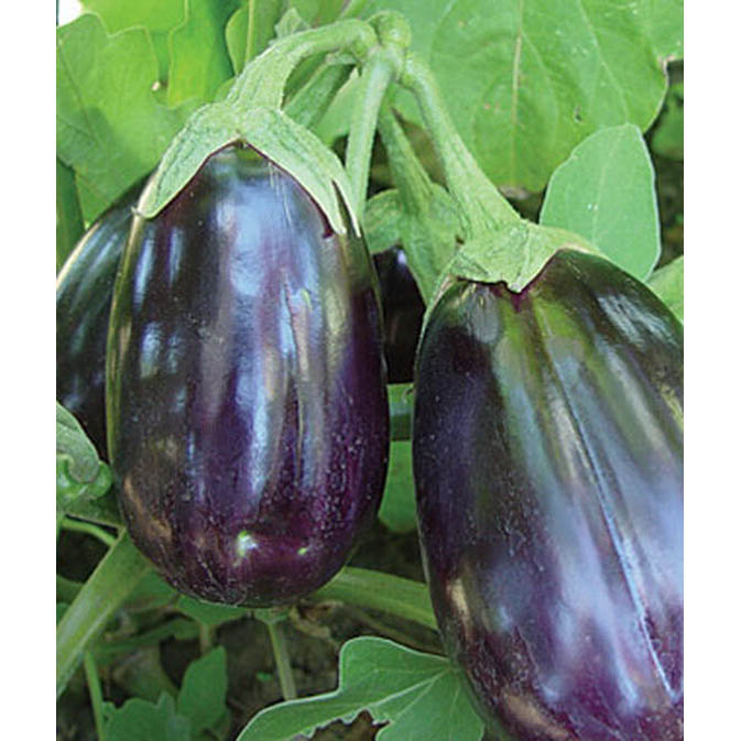BURPEE 60319A Vegetable Seed, Eggplant, Spring Planting, Pack - 2