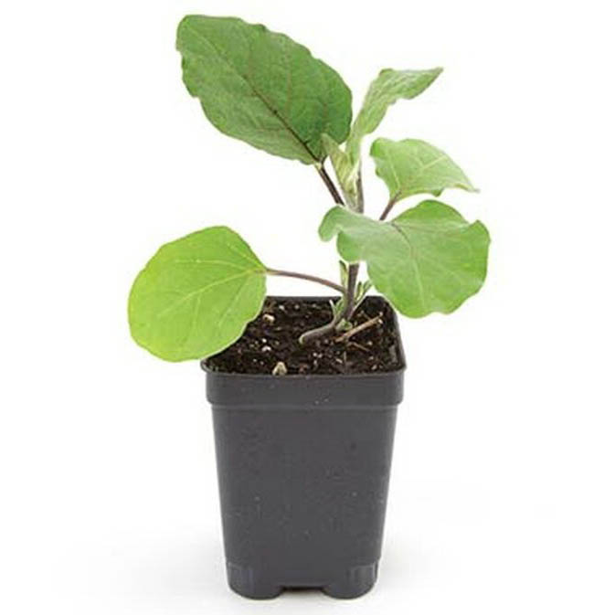 BURPEE 60319A Vegetable Seed, Eggplant, Spring Planting, Pack - 3
