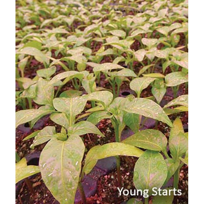 BURPEE 60319A Vegetable Seed, Eggplant, Spring Planting, Pack - 4