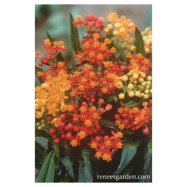 Renee's Garden 5005 Flower Seed, Asclepias, Asclepias Curassavica, March to June Planting, Fall, Summer Bloom - 2