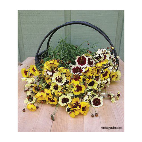 Flower Seed, Renee's Garden, Butterfly Coreopsis Incredible, Coreopsis X Hybrida, April to June Planting, 0.25 g - 2