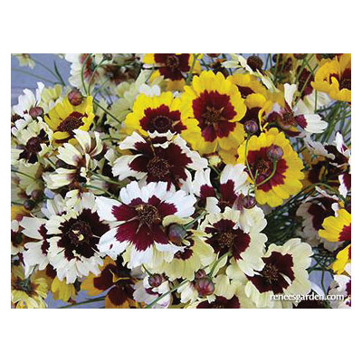 Flower Seed, Renee's Garden, Butterfly Coreopsis Incredible, Coreopsis X Hybrida, April to June Planting, 0.25 g - 3