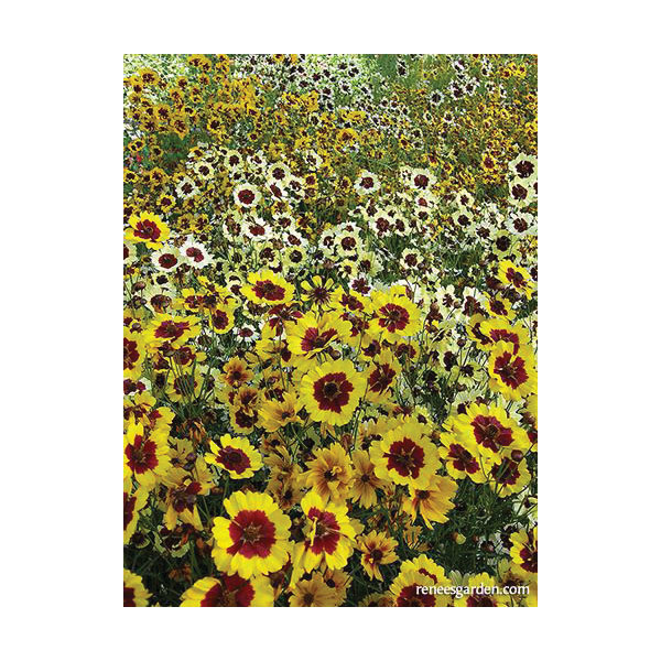 Flower Seed, Renee's Garden, Butterfly Coreopsis Incredible, Coreopsis X Hybrida, April to June Planting, 0.25 g - 4