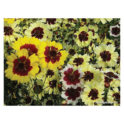 Flower Seed, Renee's Garden, Butterfly Coreopsis Incredible, Coreopsis X Hybrida, April to June Planting, 0.25 g - 5