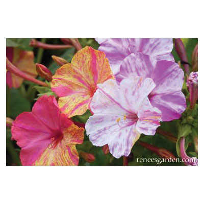 Flower Seed, Renee's Garden, Heirloom Four O'Clocks Broken Colors, Mirabilis Jalapa, March to June Planting, 3.5 g - 2