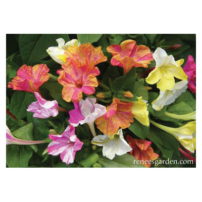 Flower Seed, Renee's Garden, Heirloom Four O'Clocks Broken Colors, Mirabilis Jalapa, March to June Planting, 3.5 g - 3