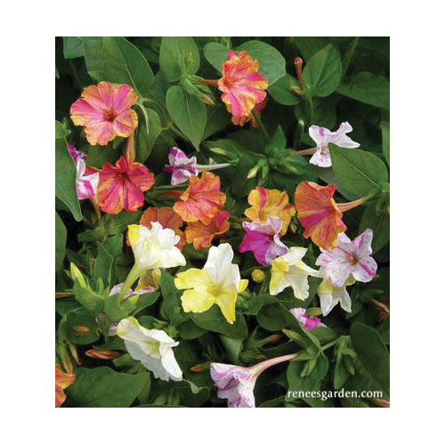 Flower Seed, Renee's Garden, Heirloom Four O'Clocks Broken Colors, Mirabilis Jalapa, March to June Planting, 3.5 g - 4