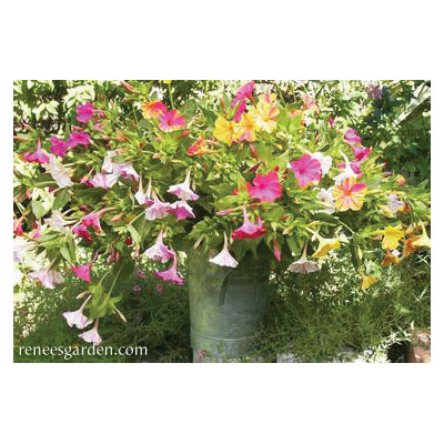 Flower Seed, Renee's Garden, Heirloom Four O'Clocks Broken Colors, Mirabilis Jalapa, March to June Planting, 3.5 g - 5