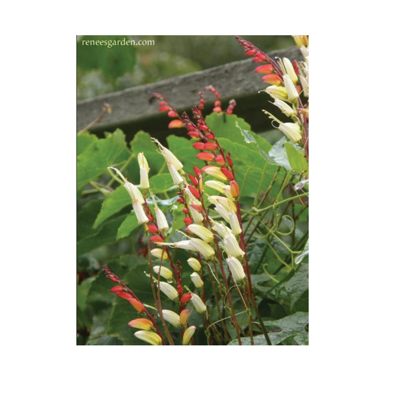 Flower Seed, Renee's Garden, Heirloom Mina Lobata Exotic Love Vine, Ipomoea Lobata, April to June Planting, 0.75 g - 2
