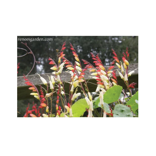 Flower Seed, Renee's Garden, Heirloom Mina Lobata Exotic Love Vine, Ipomoea Lobata, April to June Planting, 0.75 g - 3