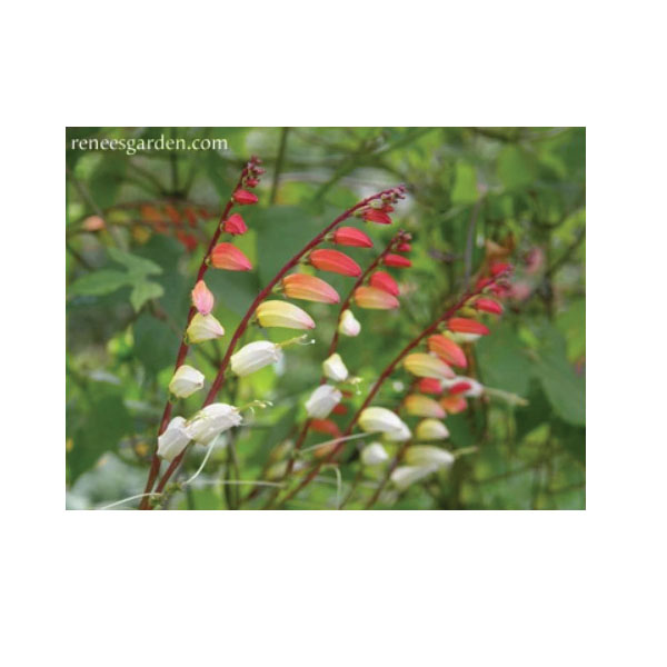 Flower Seed, Renee's Garden, Heirloom Mina Lobata Exotic Love Vine, Ipomoea Lobata, April to June Planting, 0.75 g - 4