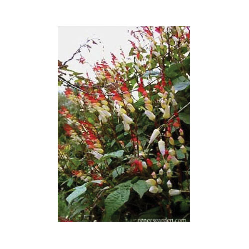 Flower Seed, Renee's Garden, Heirloom Mina Lobata Exotic Love Vine, Ipomoea Lobata, April to June Planting, 0.75 g - 5