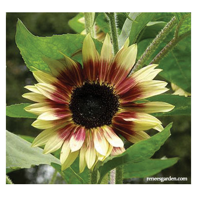 Renee's Garden 5439 103084674 | Outdoor Supply Hardware
