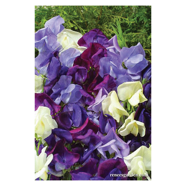 Flower Seed, Renee's Garden, Antique Sweet Peas Jewels of Albion, Lathyrus Odoratus, Spring/Summer Bloom, 3.5 g Pack - 2