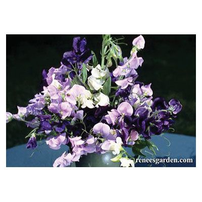 Flower Seed, Renee's Garden, Antique Sweet Peas Jewels of Albion, Lathyrus Odoratus, Spring/Summer Bloom, 3.5 g Pack - 3