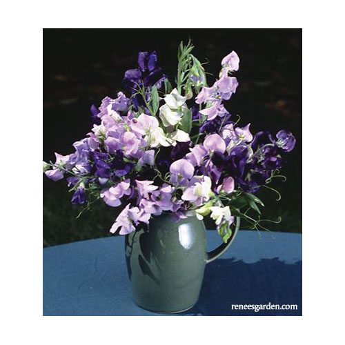 Flower Seed, Renee's Garden, Antique Sweet Peas Jewels of Albion, Lathyrus Odoratus, Spring/Summer Bloom, 3.5 g Pack - 4