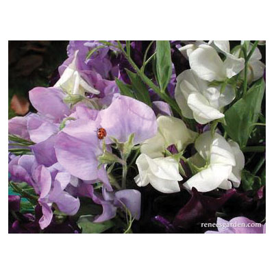 Flower Seed, Renee's Garden, Antique Sweet Peas Jewels of Albion, Lathyrus Odoratus, Spring/Summer Bloom, 3.5 g Pack - 5