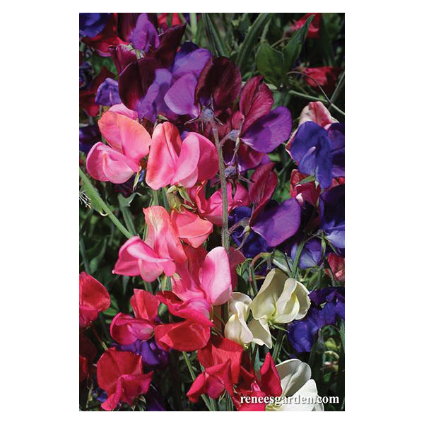 Flower Seed, Renee's Garden, Heirloom Sweet Peas Queen of The Night, Lathyrus Odoratus, Spring/Summer Bloom, 3.5 g - 2