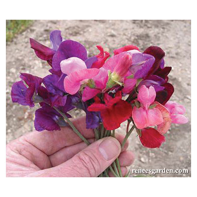 Flower Seed, Renee's Garden, Heirloom Sweet Peas Queen of The Night, Lathyrus Odoratus, Spring/Summer Bloom, 3.5 g - 3