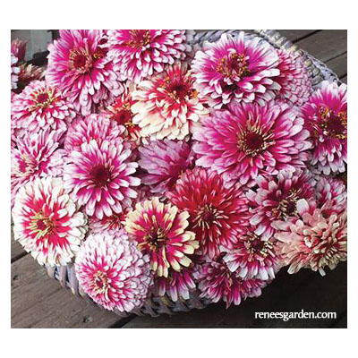 Flower Seed, Renee's Garden, Butterfly Zinnias Summer Pinwheels, Zinnia Elegans, Fall/Summer Bloom, 0.7 g Pack - 2