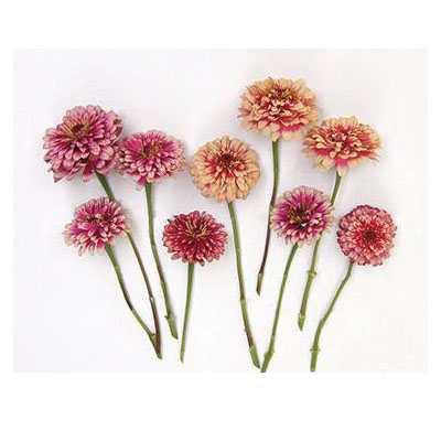 Flower Seed, Renee's Garden, Butterfly Zinnias Summer Pinwheels, Zinnia Elegans, Fall/Summer Bloom, 0.7 g Pack - 3