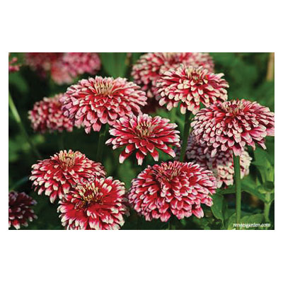 Flower Seed, Renee's Garden, Butterfly Zinnias Summer Pinwheels, Zinnia Elegans, Fall/Summer Bloom, 0.7 g Pack - 4